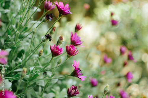 Purple flower in garden