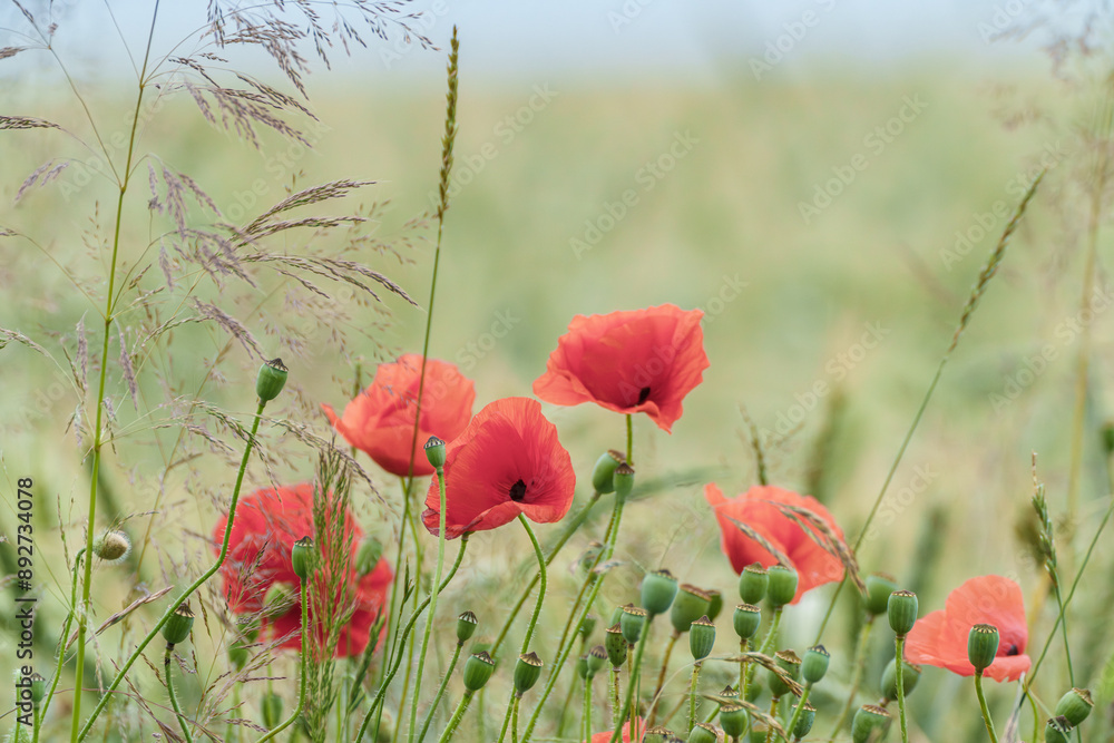 Obraz premium Vibrant red poppies in a lush field on a sunny day, creating a picturesque scene of natures beauty