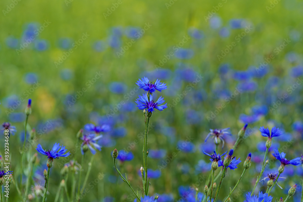 Vibrant blue wildflowers bloom in a lush green field, creating a picturesque countryside landscape Vibrant blue wildflowers bloom in a lush green field, creating a picturesque countryside landscape