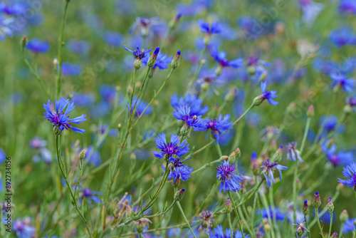 Vibrant blue wildflowers bloom in a lush green field, creating a picturesque countryside landscape photo