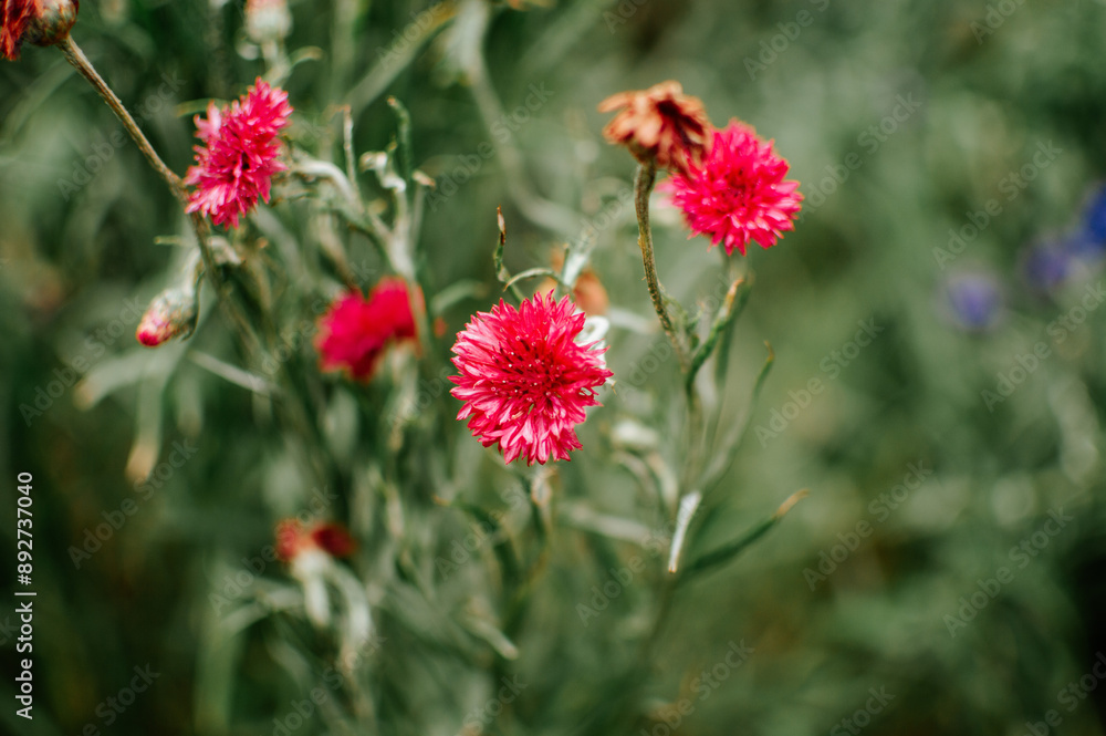 red poppy flower red poppy flower