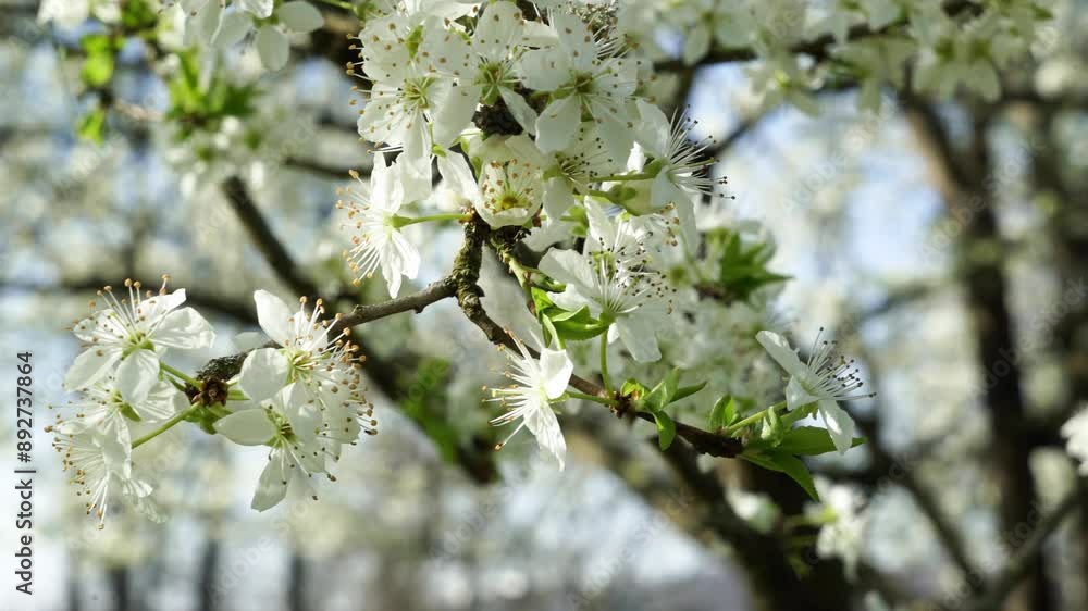 Close Up View of Delicate White Blossoms on a Branch in Spring Close Up View of Delicate White Blossoms on a Branch in Spring