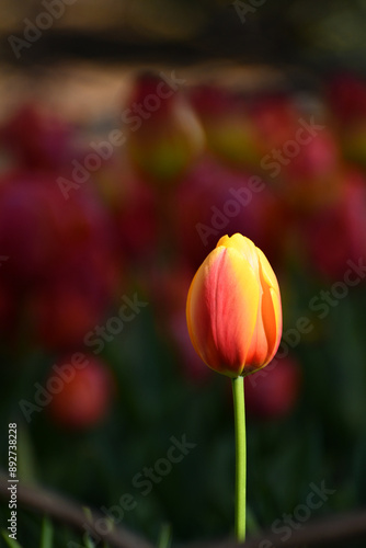 Single Red Orange Tulip Bulb In Field