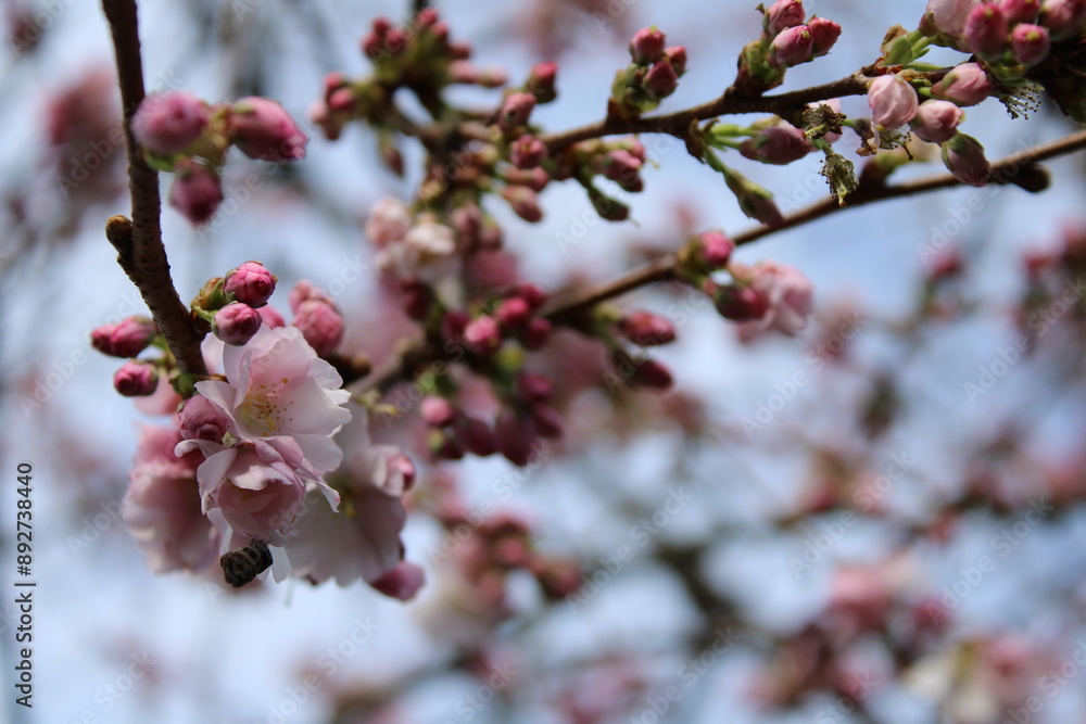 blossom in spring blossom in spring