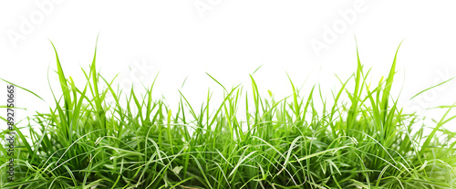 transparent fresh spring green grass