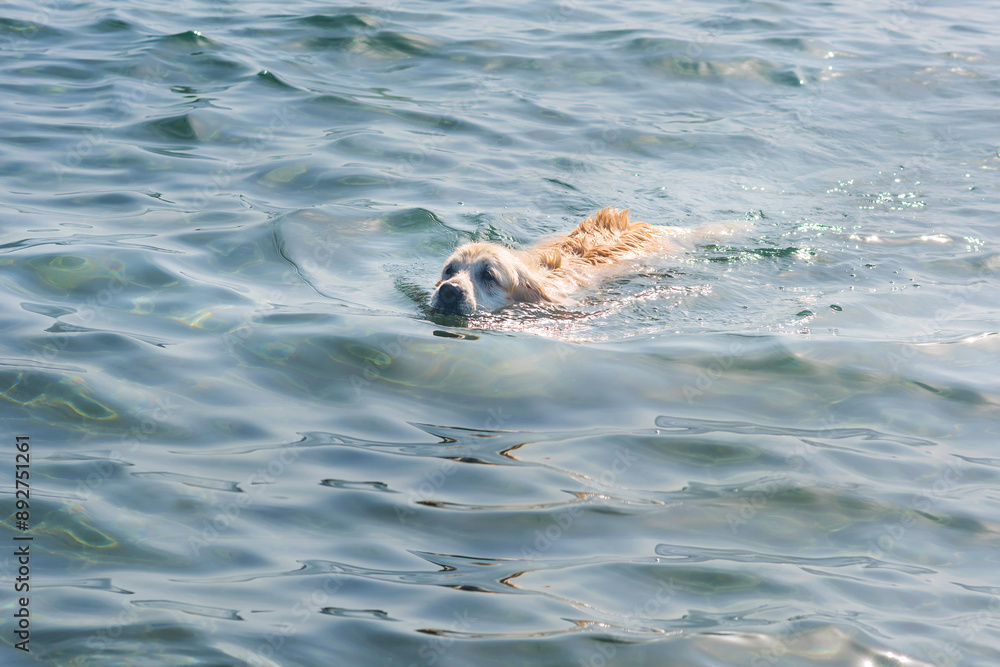 Gerona, Spain:07.20.2024; The dog swimming in the sea water