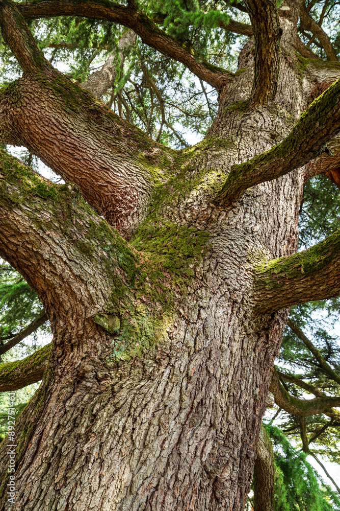 Fototapeta premium Bottom view on huge old spruce trunk covered with moss. Amazing fairytale background of nature.