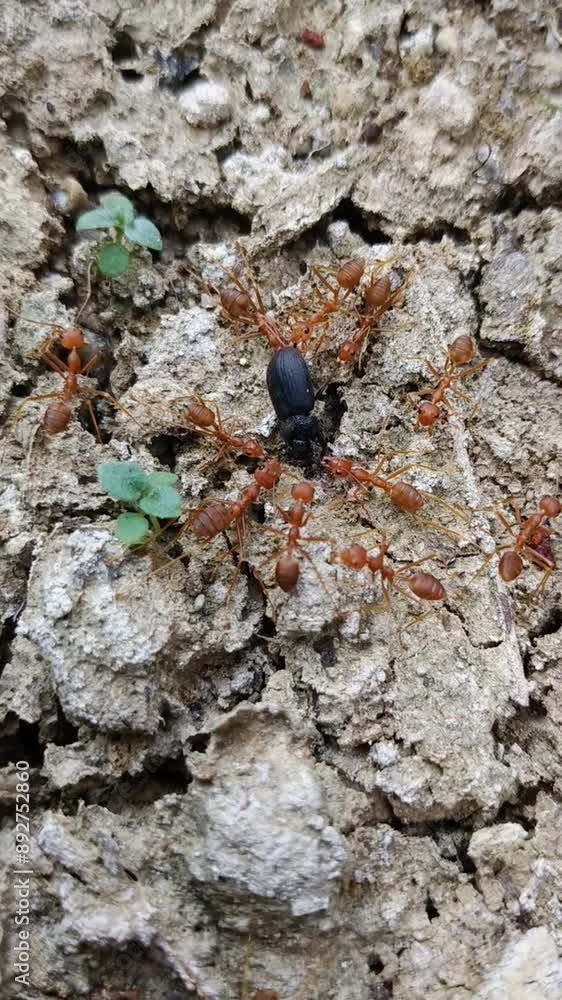 Weaver ants or Oecophylla smaragdina, look for food in the form of insect carcasses, these ants are found in tropical Asia and Australia. Weaver ants or Oecophylla smaragdina, look for food in the form of insect carcasses, these ants are found in tropical Asia and Australia.