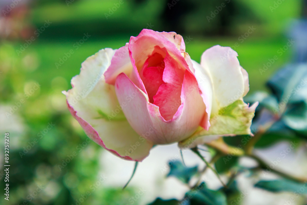 Close-up macro view of red white bloomed rose in the nature, natural background Close-up macro view of red white bloomed rose in the nature, natural background