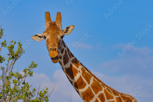 Photography Kenyan Giraffes Maasai Mara Kenya East Africa