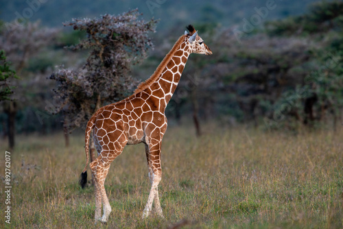 Canvas Print Kenyan Giraffes Maasai Mara Kenya East Africa