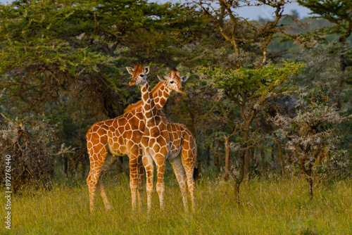 Photography Kenyan Giraffes Maasai Mara Kenya East Africa