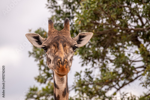 Photography Kenyan Giraffes Maasai Mara Kenya East Africa