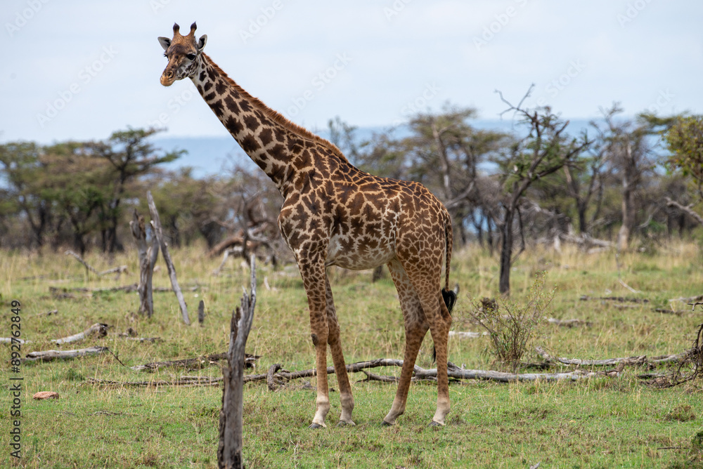 Kenyan Giraffes Maasai Mara Kenya East Africa Kenyan Giraffes Maasai Mara Kenya East Africa