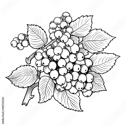 Hand drawn illustration of a currant branch, isolated on white background