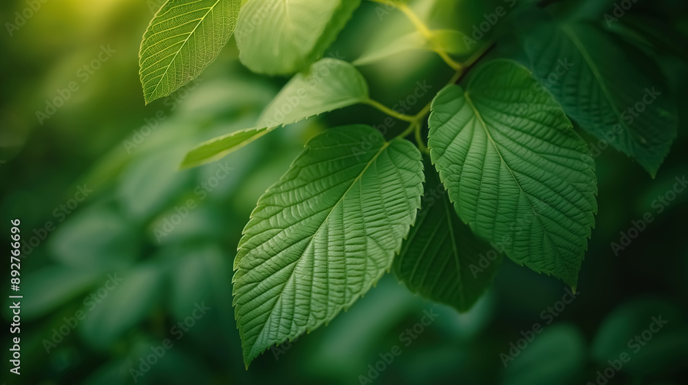 A macro shot of fresh green tree leaves A macro shot of fresh green tree leaves