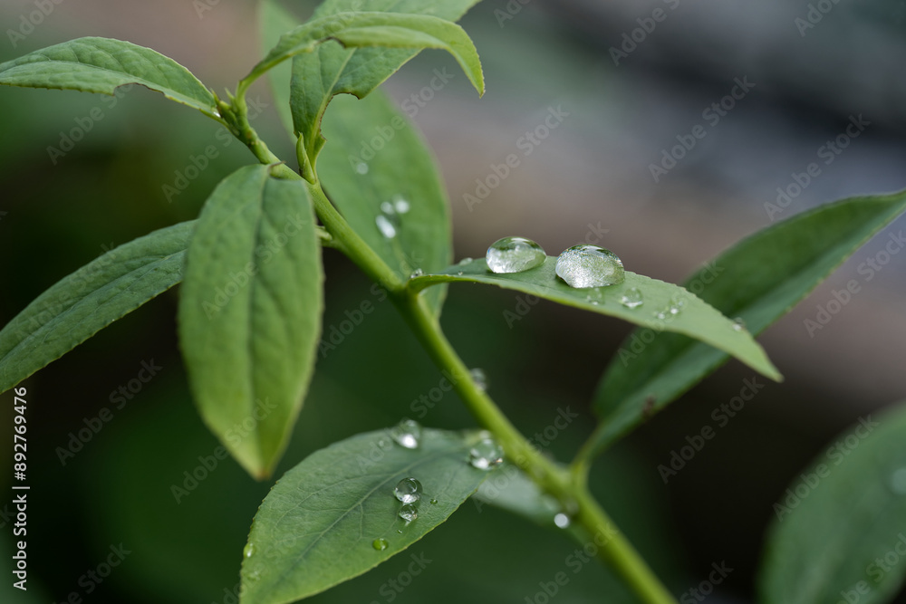 Drops of water lie on the leaves Drops of water lie on the leaves