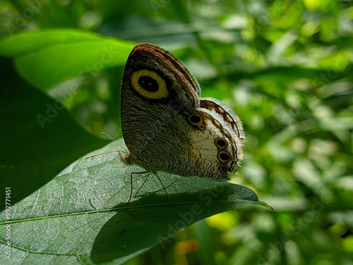 butterfly on leaf photo