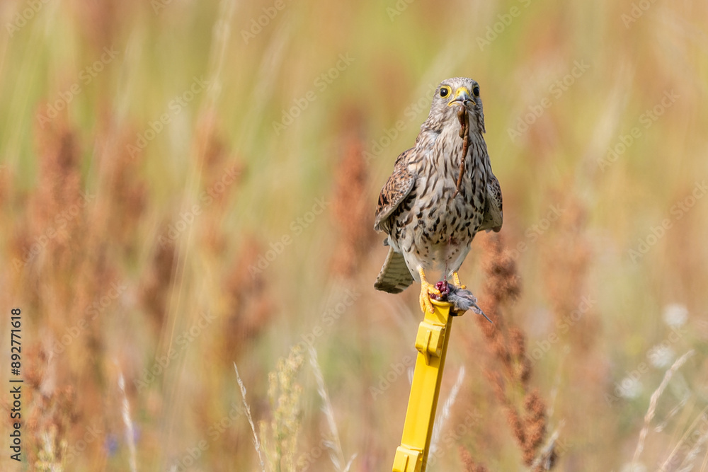 Fototapeta premium Turmfalke