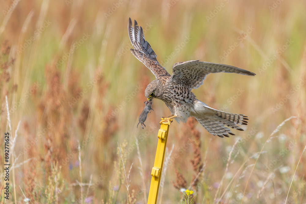 Obraz premium Turmfalke