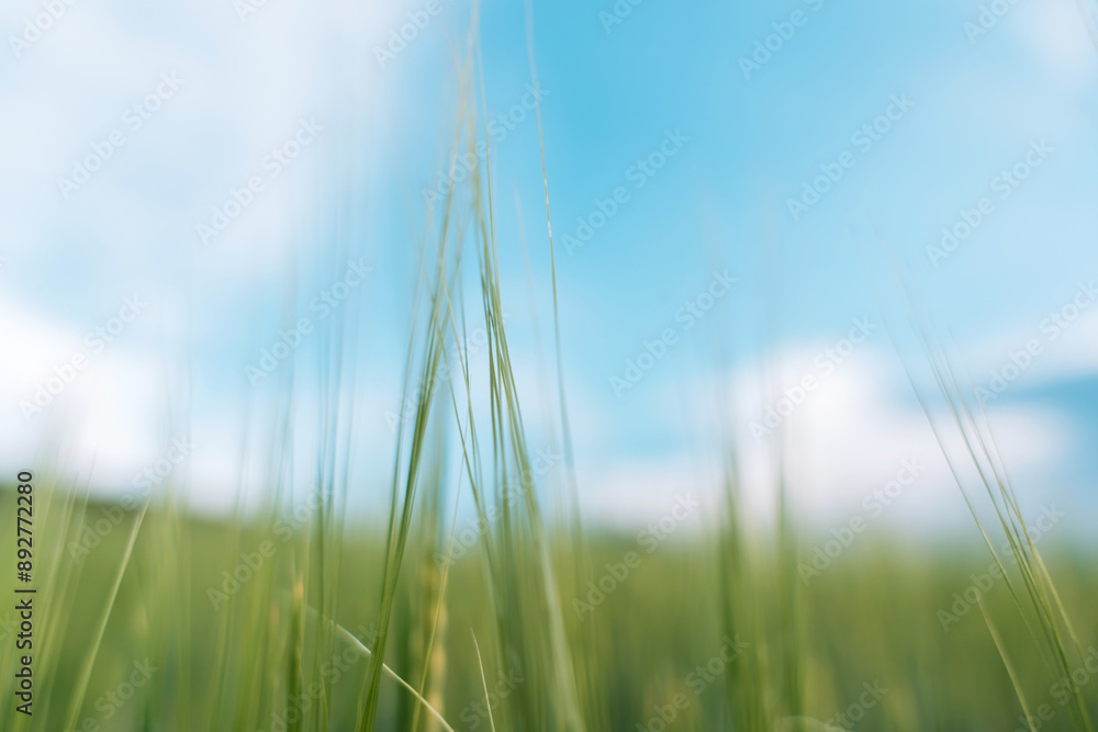Green ears of wheat close up against blue sky. Green ears of wheat close up against blue sky.