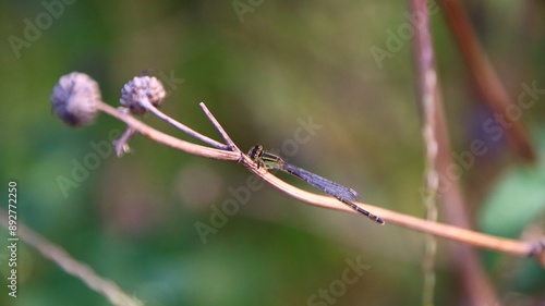 libélula, helicóptero, fondo de pantalla, fondo de escritorio