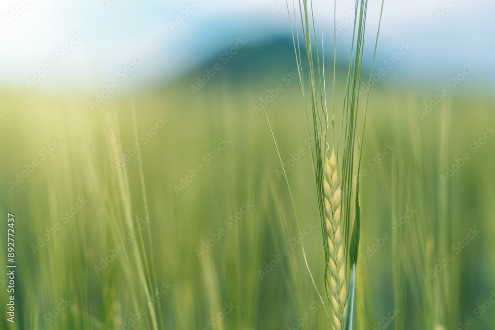 Green ears of wheat close up against blurred green field. Green ears of wheat close up against blurred green field.