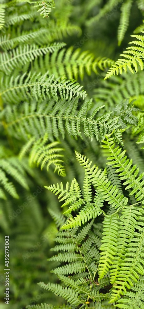 Portrait picture with ferns in the woods and blurry background