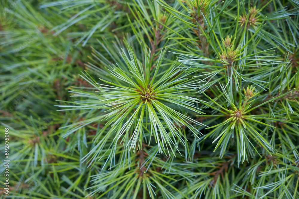 Close up view of white pine plant. Close up view of white pine plant.