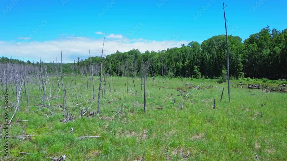 Land swamp and dry Spruce tree trunks rising from green watery surface in the wilderness of Canada. Wild nature and forest vegetation shot during overlanding and travel off road. Land swamp and dry Spruce tree trunks rising from green watery surface in the wilderness of Canada. Wild nature and forest vegetation shot during overlanding and travel off road.