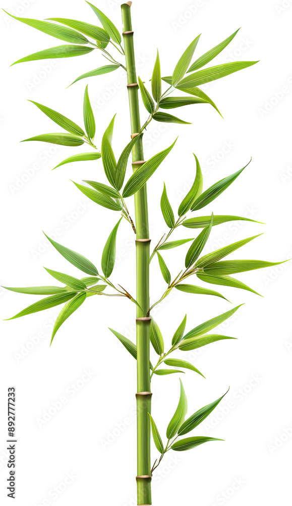 Obraz premium Bamboo tree, plant leaf, stem, and stick, Hyperrealistic , highly detailed, Isolated on transparent background, Png file
