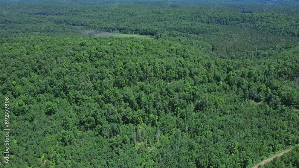 Green pine tree forest in wilderness of Canada Ontario. Rainy mist over picturesque greenery. Nature background and travel overland destination. Epic wild landscape at summer vacation and exploration Green pine tree forest in wilderness of Canada Ontario. Rainy mist over picturesque greenery. Nature background and travel overland destination. Epic wild landscape at summer vacation and exploration
