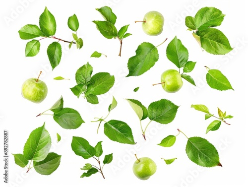 Wallpaper Mural Crisp Apple Leaves: Captured in Stunning 4:3 AR Isolation Torontodigital.ca