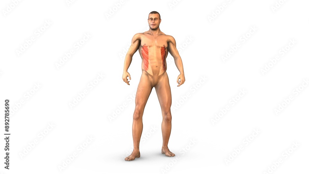 Human Muscular System external oblique muscles Human Muscular System external oblique muscles