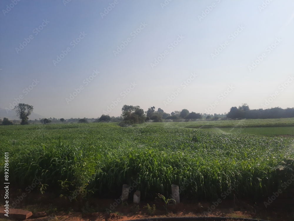 Obraz premium Agricultural farm land in Rajasthan, India