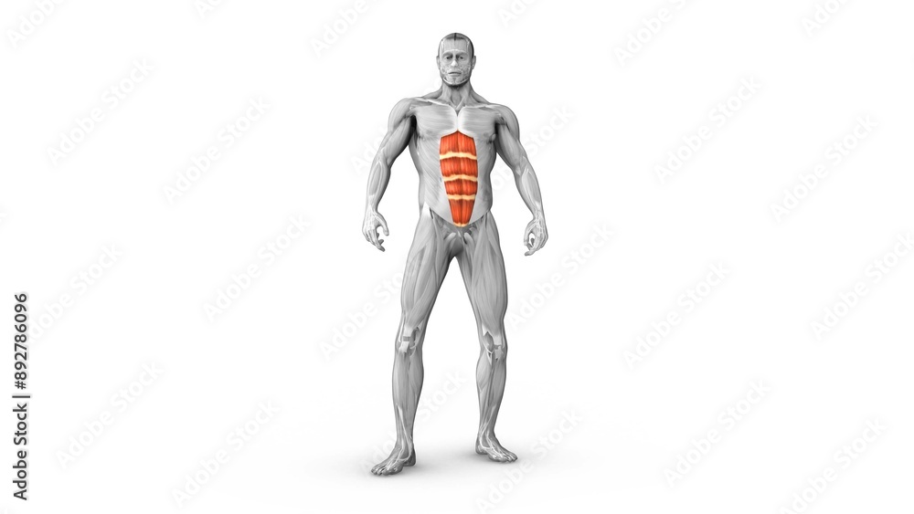 Human Muscular Systrm rectus abdominis muscles animation Human Muscular Systrm rectus abdominis muscles animation
