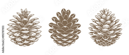 Drawn pine cones on a white background. Set of fir cones. Symbols, design elements