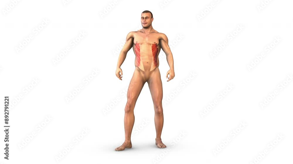 Human Muscular System external oblique muscles Human Muscular System external oblique muscles