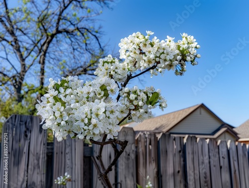 Springtime Splendor: Bradford Pear Blossoms in a Dallas Suburban Oasis photo