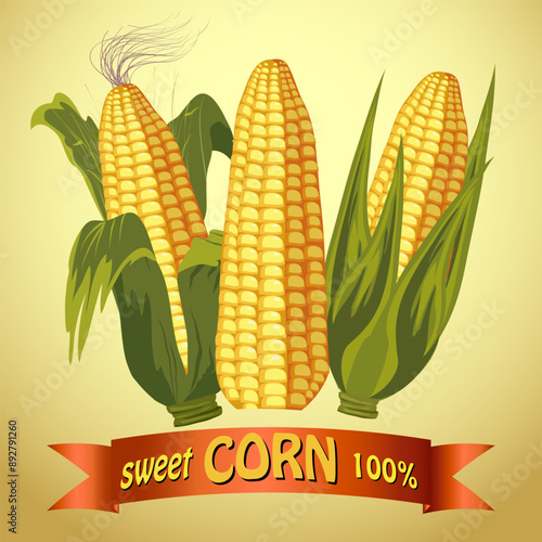 Vector illustration with corn.Ripe maize cobs on color background with text in vector illustration.