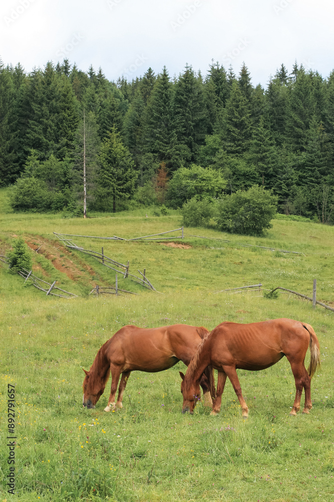 Obraz premium beautiful brown horses graze on a pasture in the mountains and eat grass