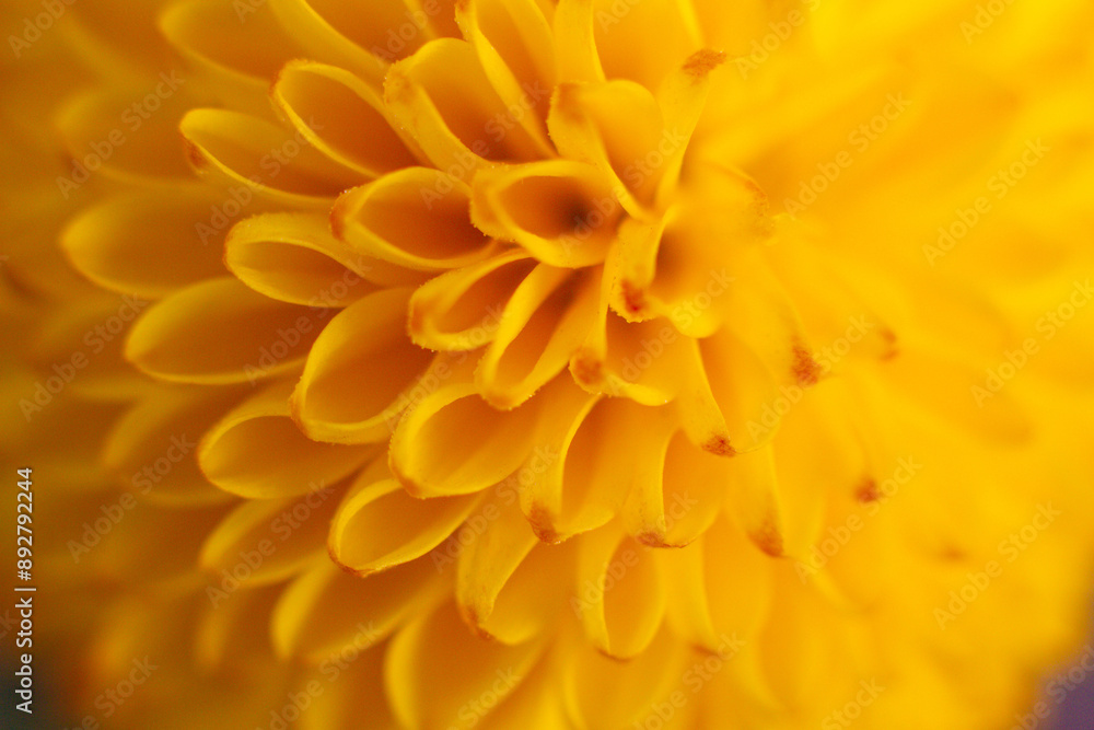 close up of a beautiful yellow chrysanthemum flower in the garden close up of a beautiful yellow chrysanthemum flower in the garden