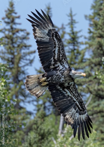 Majestic juvenile bald eagle in flight with wings fully extended against a forest backdrop, showcasing its sharp features and impressive span