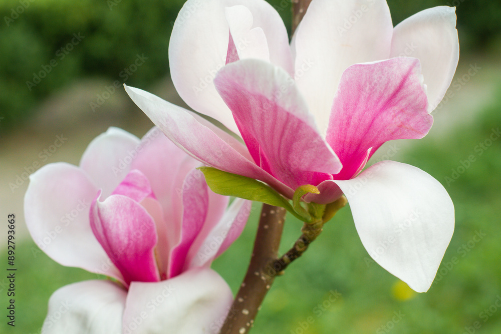 Obraz premium close up of beautiful pink magnolia flowers in the garden