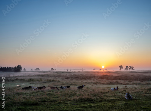 cows in foggy early morning meadow during sunrise in dutch province of overijssel photo