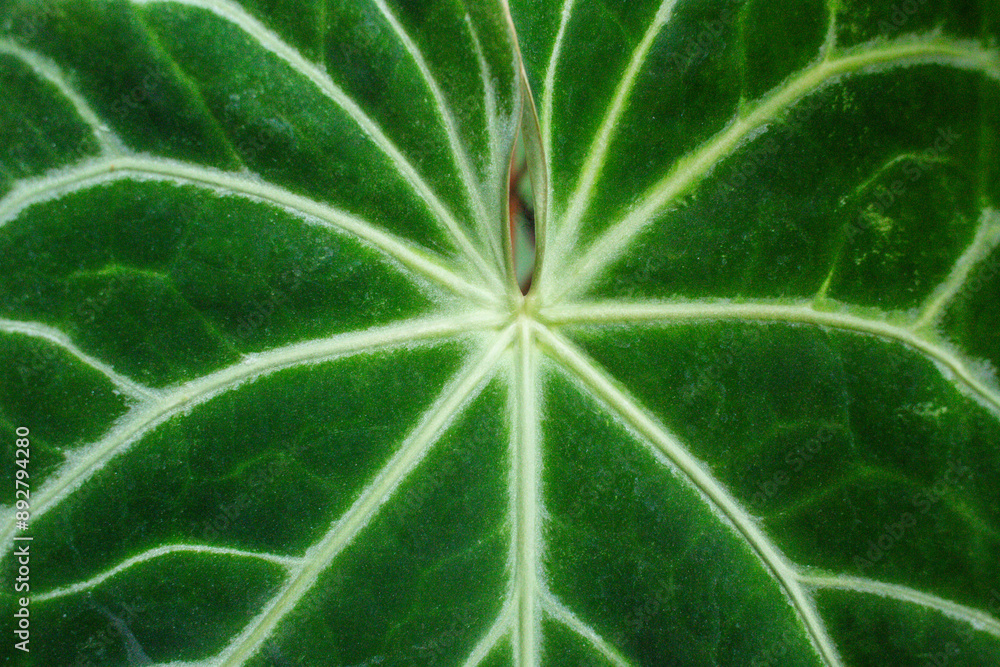 close-up texture and fibers, veins on a leaf close-up texture and fibers, veins on a leaf