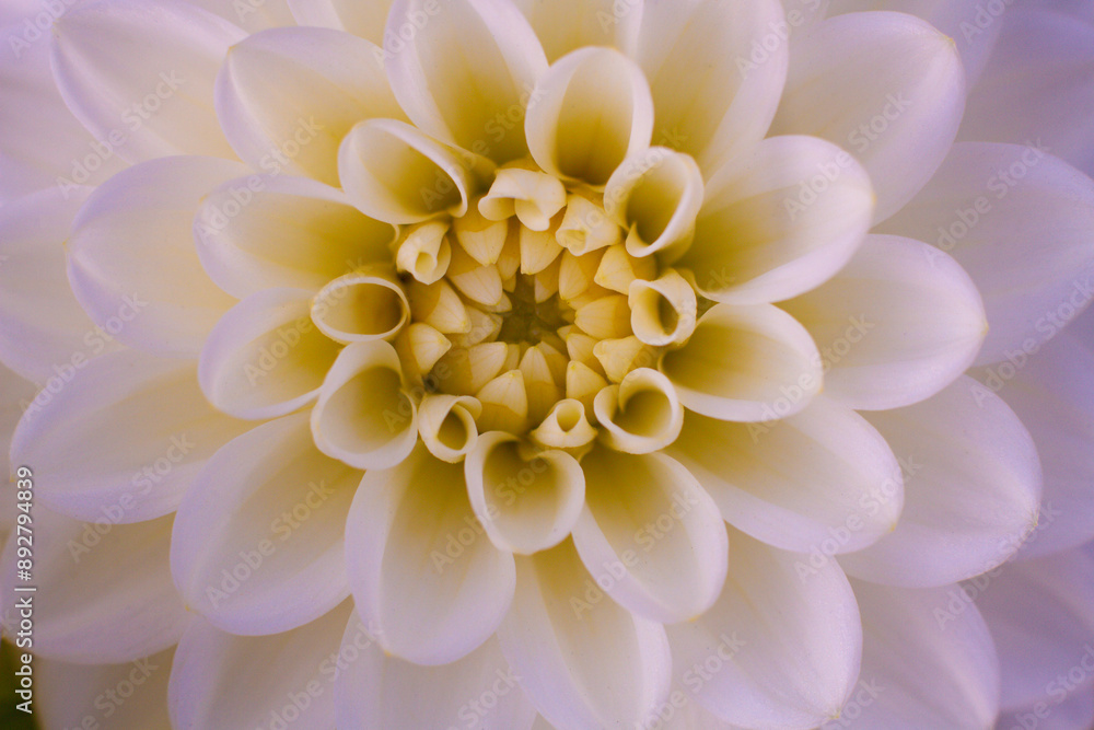 close up of a beautiful Dahlias flower in the garden close up of a beautiful Dahlias flower in the garden