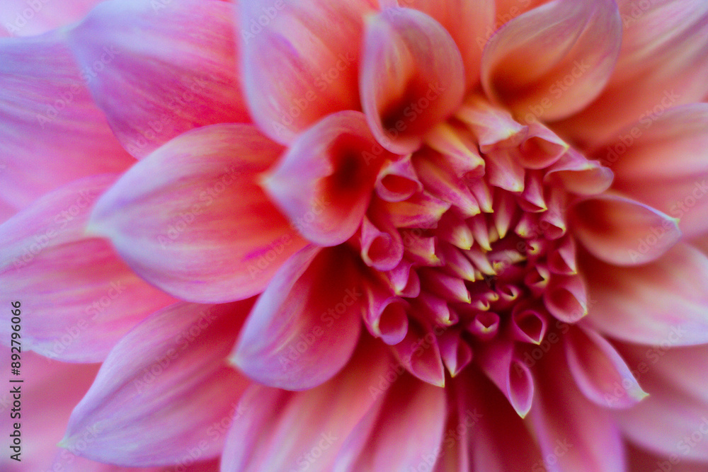 close up of a beautiful pink chrysanthemum flower in the garden close up of a beautiful pink chrysanthemum flower in the garden