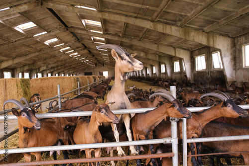a large herd of domestic goats in a hangar on a farm
