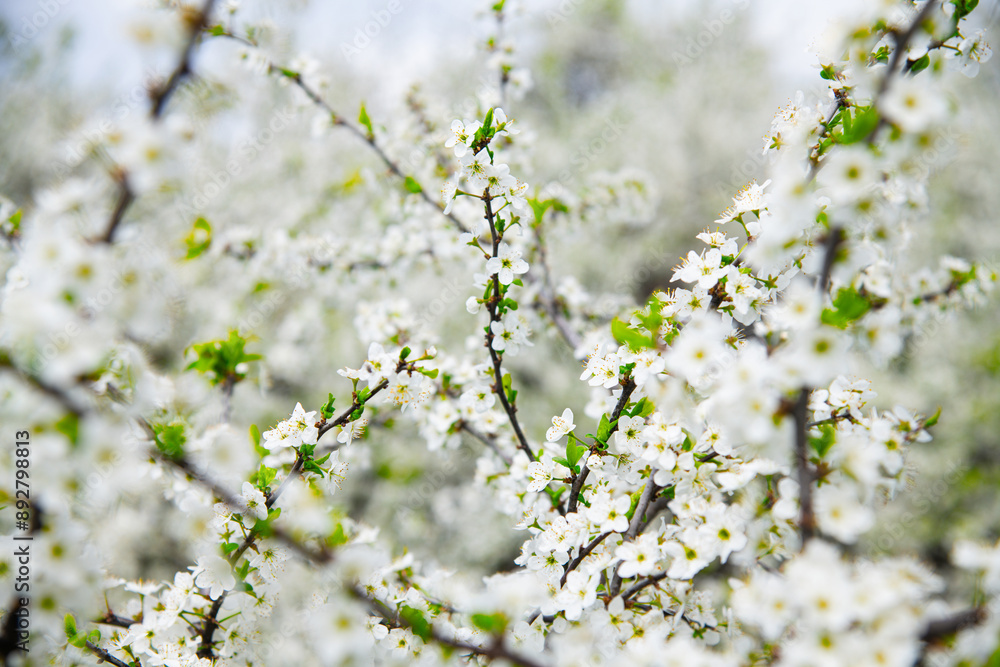 Blooming white shrubs on a spring day. Blooming white shrubs on a spring day.